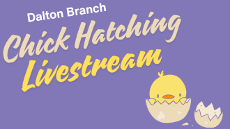 Chick Hatching Livestream 