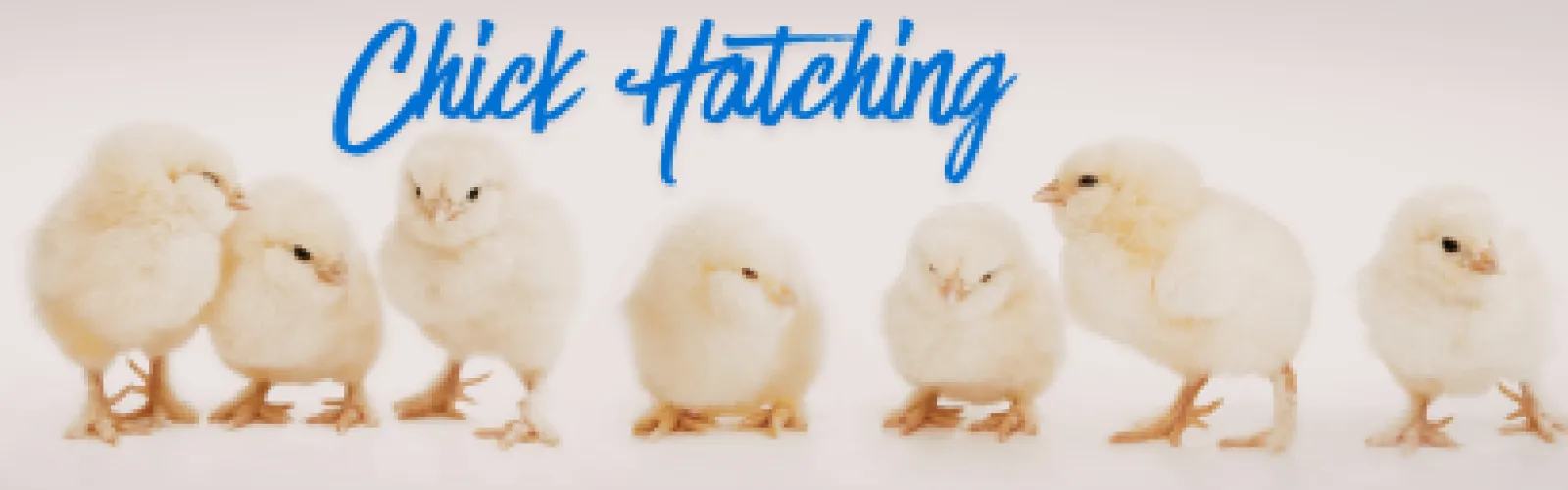 Chicks standing in row